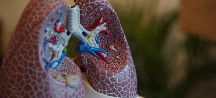diagram model of lungs
